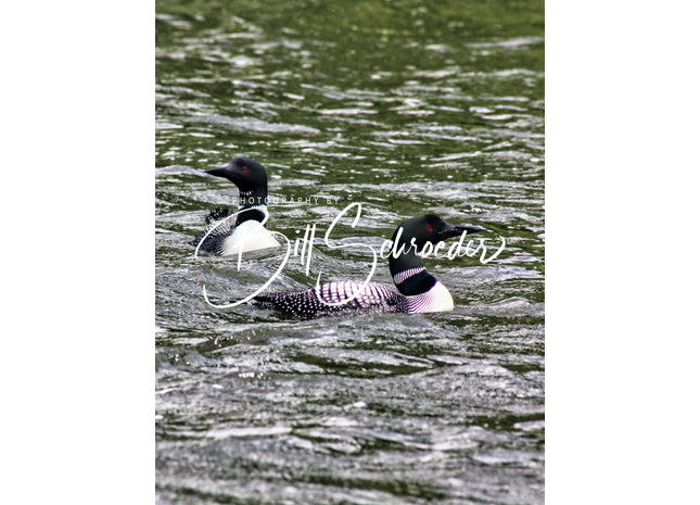 Limestone Lake Loon Pair