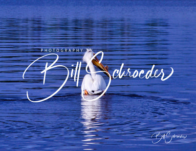 Pelican on Limestone Lake