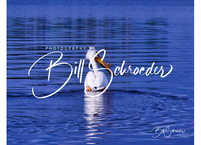Pelican on Limestone Lake
