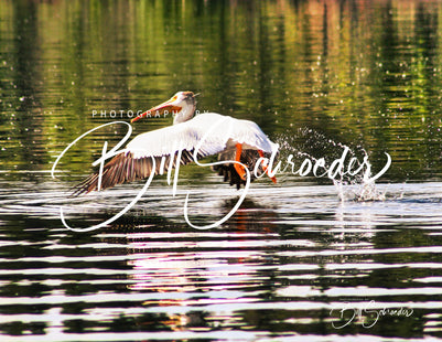 Pelican Takeoff on Limestone Lake