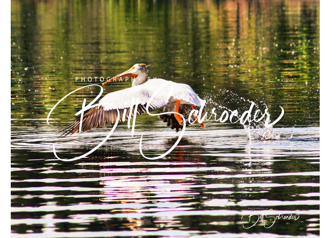 Pelican Takeoff on Limestone Lake