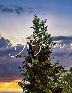 Limestone Lake Eagle on Guard