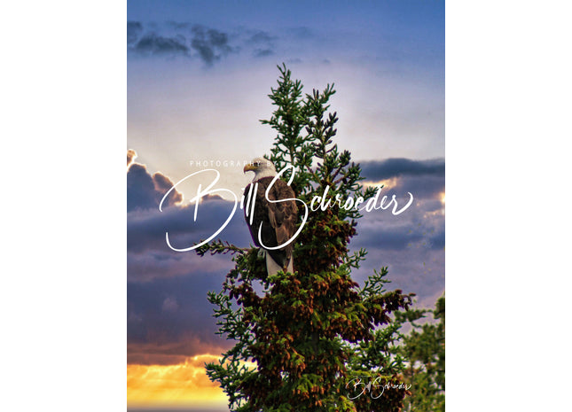 Limestone Lake Eagle on Guard