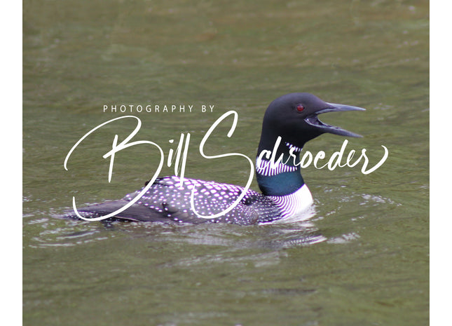 The Call of the Loon