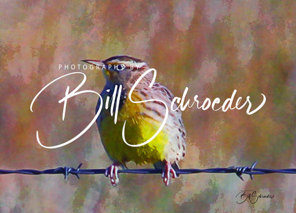 Meadowlark on Barbed Wire