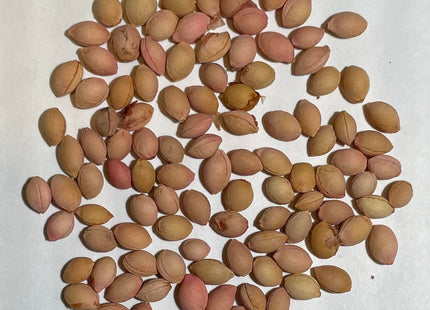 Nanking Cherry Seed