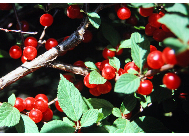 Nanking Cherry Seed