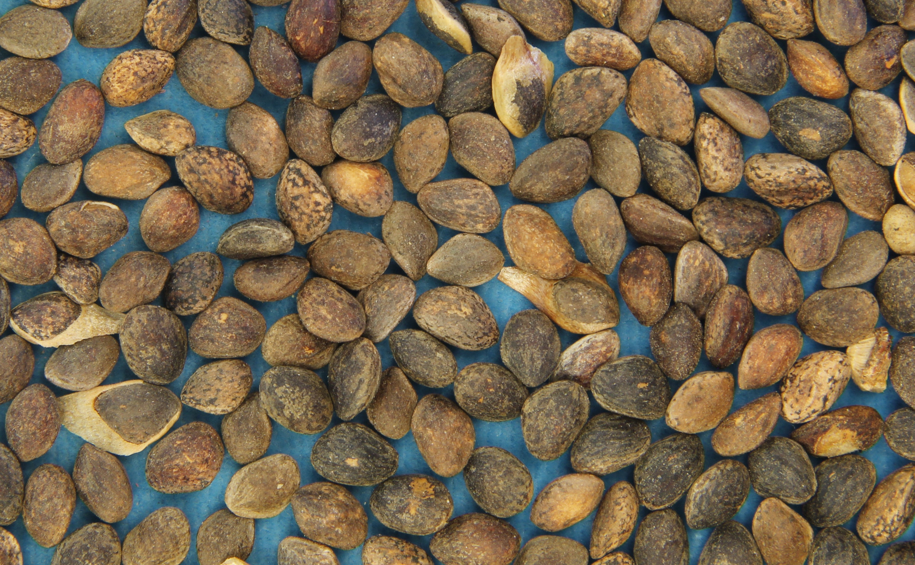 plant pine seeds Peterson' Ponderosa Pine Seed – GreenTree Agroforestry Solutions