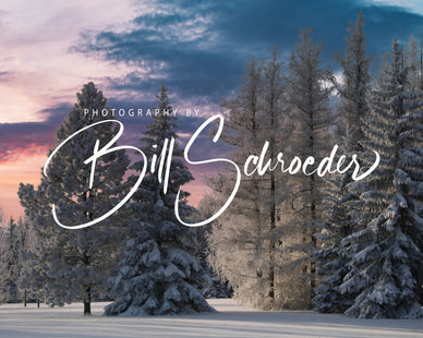 Winter Conifers at Dusk