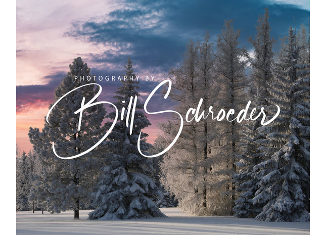 Winter Conifers at Dusk