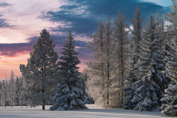 Coniferous Tree Seeds