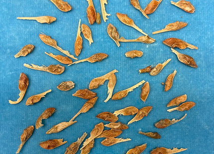 'Redwing' Tatarian Maple Seed