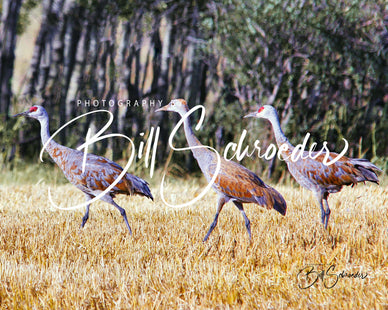 Sandhill Crane Family
