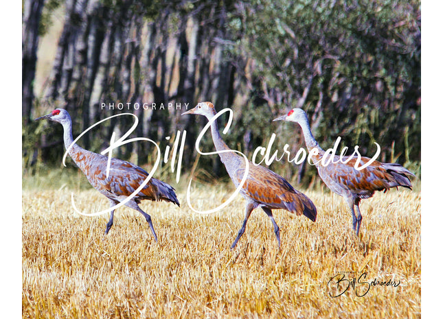 Sandhill Crane Family