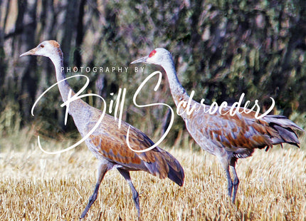 Sandhill Crane Young and Old