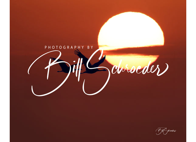 Sandhill Crane at Sunset