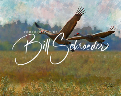 Sandhill Crane in Flight