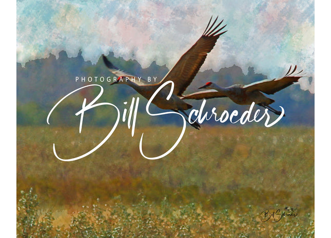 Sandhill Crane in Flight