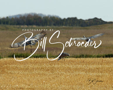 Sandhill Crane Coming in for Breakfast