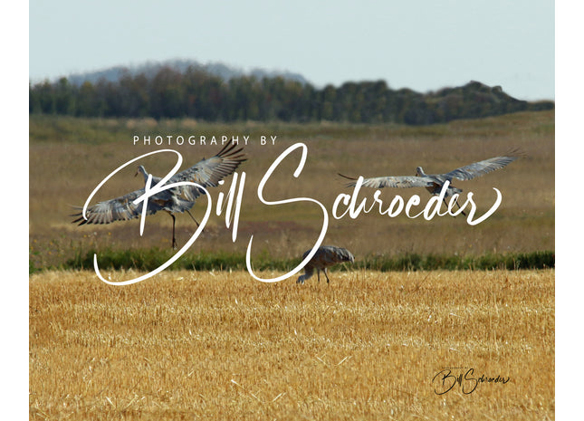 Sandhill Crane Coming in for Breakfast