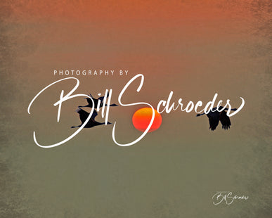 Sandhill Cranes at Dusk