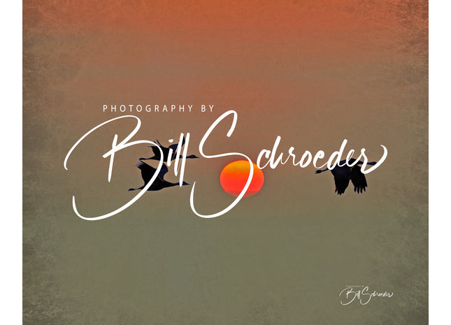 Sandhill Cranes at Dusk