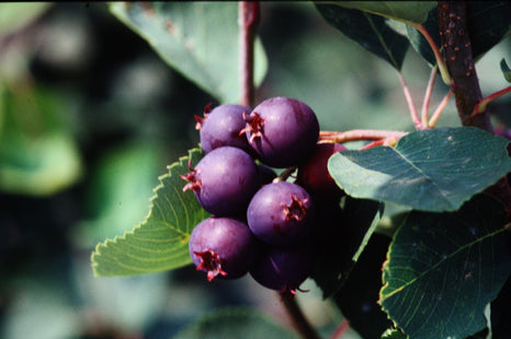 Saskatoon Berry Seed