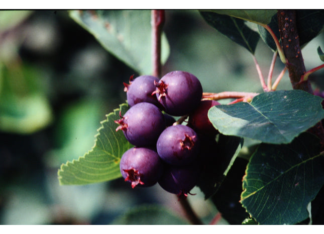 Saskatoon Berry Seed