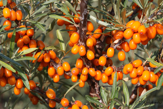 Seabuckthorn Propagation
