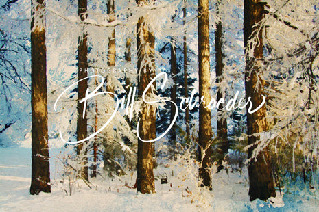 Siberian Larch Forest in Winter