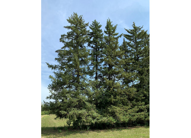 'Kabalin' Siberian Spruce Seed