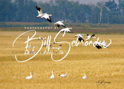 Snow Geese in Flight