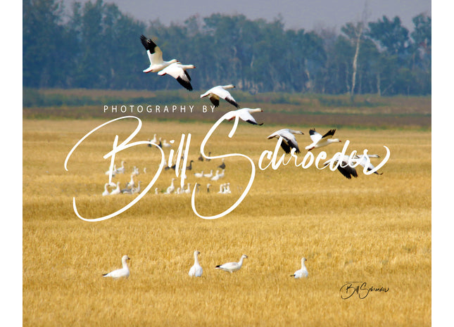 Snow Geese in Flight