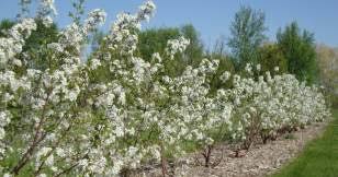 Sour Cherry Seed