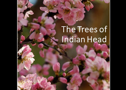 The Trees of Indian Head