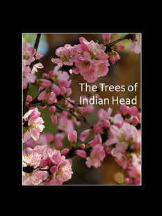 The Trees of Indian Head