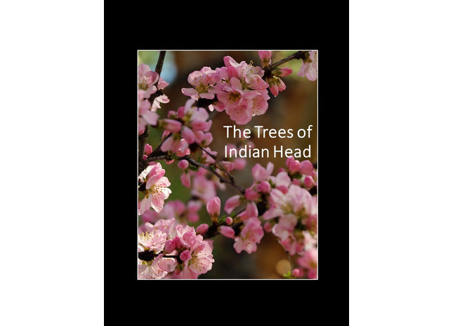 The Trees of Indian Head
