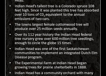 The Trees of Indian Head