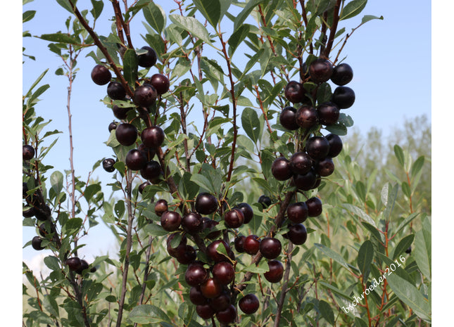 'Mackintosh' Western Sand Cherry Seed