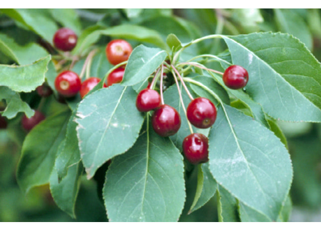 'Waxwing' Siberian Crab Seed