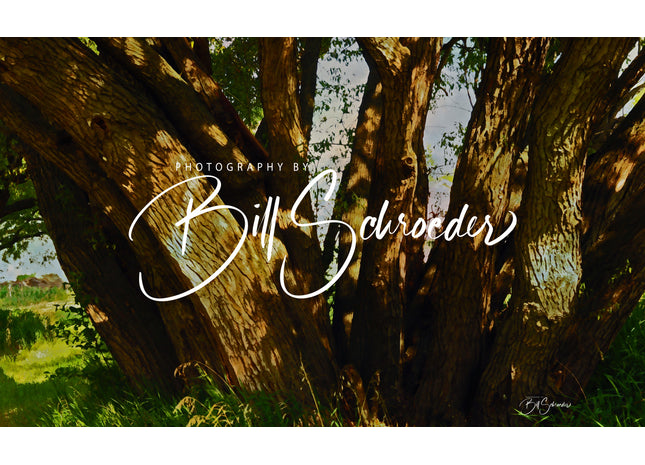 Willow Trunks a Plenty