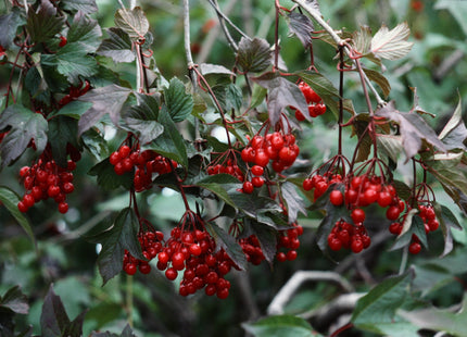 Highbush Cranberry Seed