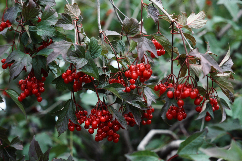 Highbush Cranberry Seed GreenTree Agroforestry Solutions