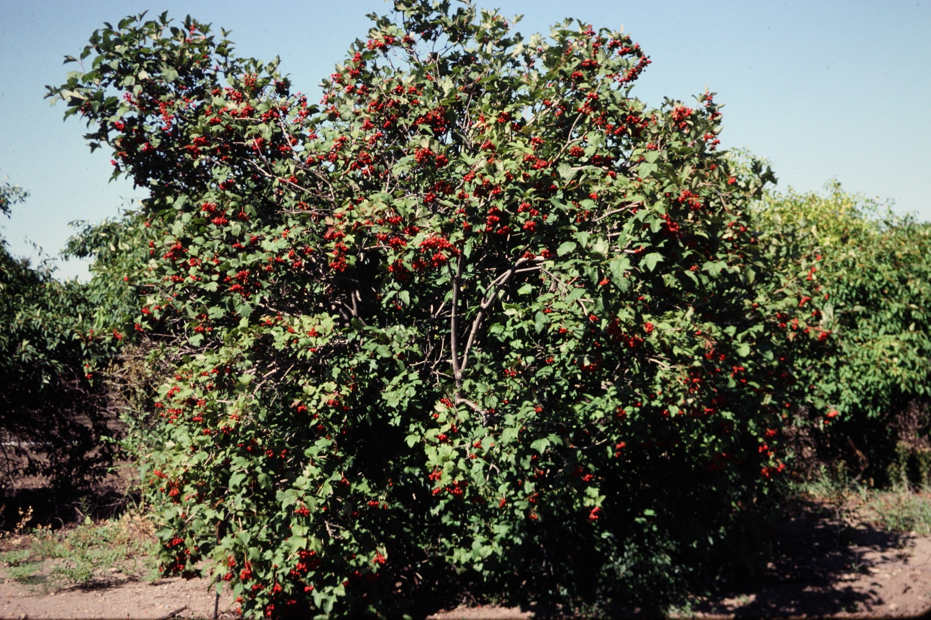 Cranberry Seeds, American High Bush Cranberry – The Incredible Seed Company  Ltd