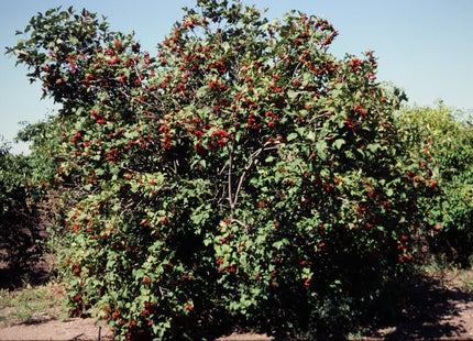 Highbush Cranberry Seed