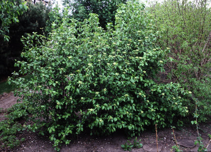 'Reay' Nannyberry Seed