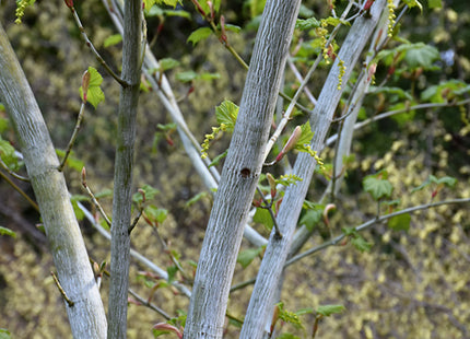 'Yusen' Manchurian Snakebark Maple Seed