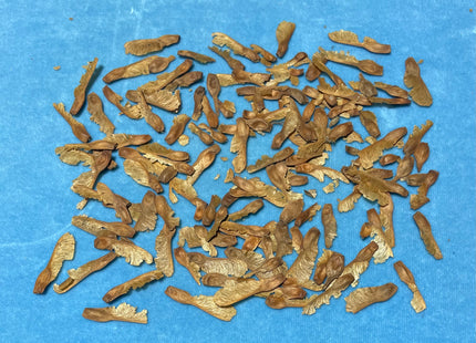 'Yusen' Manchurian Snakebark Maple Seed