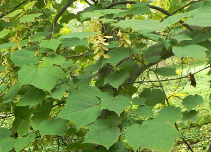 'Yusen' Manchurian Snakebark Maple Seed