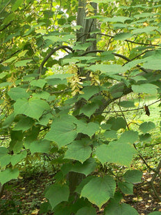 'Yusen' Manchurian Snakebark Maple Seed